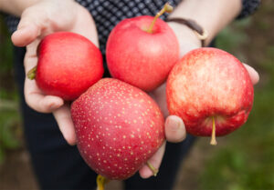 handful of apples
