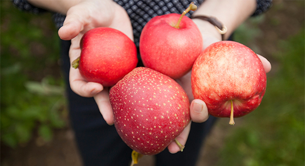 handful of apples